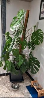 Plante Monstera Deliciosa, Maison & Meubles, Plantes d'intérieur, Autres espèces, En pot, 150 à 200 cm, Enlèvement