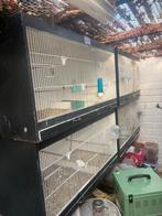 Kweek kooien te koop, Ophalen of Verzenden, Hout