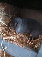 Konijnen, Dieren en Toebehoren, Konijnen