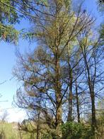 Bois de chauffage, Ophalen, Overige houtsoorten