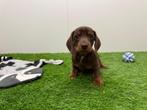 Nestje Dwergteckel pups
