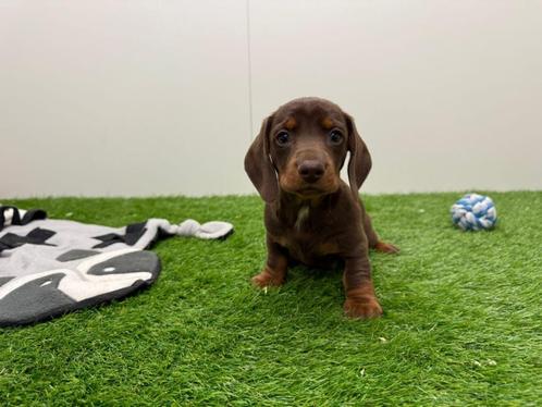 Nestje Dwergteckel pups, Dieren en Toebehoren, Honden | Teckels en Dashonden, Teef, Korthaar, Dwerg, Fokker | Professioneel, Eén hond