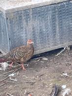 Swinhoe fazant hen , 2021, Dieren en Toebehoren