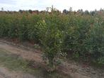 glansmispel photinia red robin, Tuin en Terras, Ophalen of Verzenden