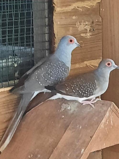 Diamantduifjes donker grijs kleurige van 2023, Animaux & Accessoires, Oiseaux | Pigeons