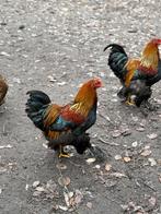 Brahma kip haan, Dieren en Toebehoren, Pluimvee, Kip