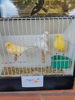 Kanaries, Dieren en Toebehoren