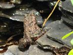 Vuurbuikpadden, Dieren en Toebehoren, Reptielen en Amfibieën, Amfibie, 3 tot 6 jaar