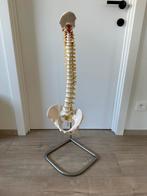 Anatomisch model wervelkolom, Ophalen, Zo goed als nieuw