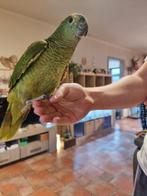 Blauw voorhoofd amazone tam 7 maanden oud met kooi, Dieren en Toebehoren, Vogels | Parkieten en Papegaaien, Papegaai, Pratend