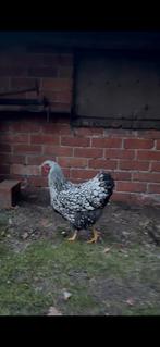 Trio Wyandotte groothoender, Dieren en Toebehoren, Pluimvee, Meerdere dieren, Kip