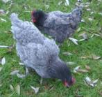 Poules pondeuses Sussex et autres - œufs directs - 0472/51.0, Animaux & Accessoires, Poule ou poulet