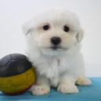 Adorables chiots maltais belges à vendre, Commerçant, Bichon maltais, 8 à 15 semaines, Plusieurs