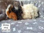 Cavia's uit Asiel, Dieren en Toebehoren, Juli, Cavia