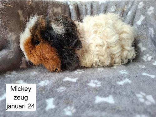 Cavia's uit Asiel, Dieren en Toebehoren, Knaagdieren, Cavia, Juli