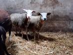 Mooie bokken voor offerfeest, Dieren en Toebehoren