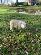 vrouwelijk texel schaap 6 maanden, Dieren en Toebehoren, Schapen, Geiten en Varkens, Vrouwelijk, Schaap, 0 tot 2 jaar