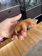 Gecko à crête - Correlophus Ciliatus, Animaux & Accessoires, Lézard, 0 à 2 ans