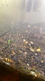 Helena slak, Dieren en Toebehoren, Slak of Weekdier