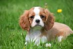 Cavalier King Charles spaniel pups, Dieren en Toebehoren, België, 8 tot 15 weken, CDV (hondenziekte), Meerdere