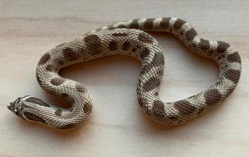 Westelijke haakneusslang, 11 maand, soort: Conda, Dieren en Toebehoren, Reptielen en Amfibieën, Slang, 0 tot 2 jaar, Tam