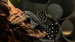 L240 Vampire pleco, Dieren en Toebehoren, Vissen | Aquariumvissen, Vis, Zoetwatervis