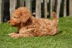 Prachtige abrikoos/rode dwergpoedel pups, Poedel, België, CDV (hondenziekte), 8 tot 15 weken