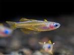Pseudomugil Paskai "Orange" aquarium vissen 2-2,5cm