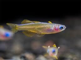 Pseudomugil Paskai "Orange" aquarium vissen 2-2,5cm beschikbaar voor biedingen