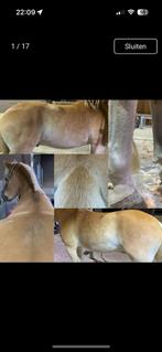 Scheren van paarden en pony’s, Ophalen, Zo goed als nieuw