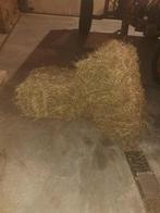 Petits ballots de foins, Animaux & Accessoires, Nourriture pour Animaux, Enlèvement