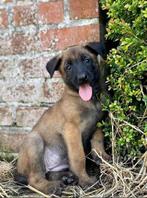 Mechelse Herder puppy’s bij ons op de boerderij, Dieren en Toebehoren, Honden | Herdershonden en Veedrijvers, België, Fokker | Hobbymatig