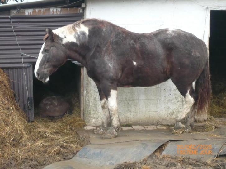 jument 14 ans mi-trait montée aux 3 allures 170cm, Dieren en Toebehoren, Paarden, Merrie, Niet van toepassing, 165 tot 170 cm