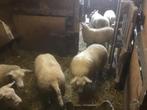 Texel ooien, Dieren en Toebehoren, Schapen, Geiten en Varkens
