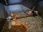 Cavia's, Ophalen, Cavia
