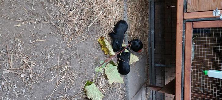 Cavia beertje, Dieren en Toebehoren, Knaagdieren, Mannelijk, Cavia, Augustus, Tam