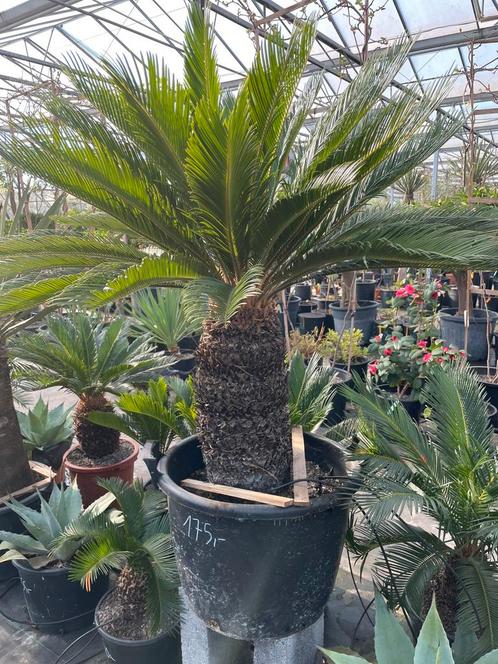 Cycas Revoluta - ruim assortiment, Tuin en Terras, Planten | Tuinplanten, Vaste plant, Overige soorten, Volle zon, Bloeit niet