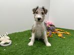 Fox Terrier pups, Dieren en Toebehoren, België, 8 tot 15 weken, CDV (hondenziekte), Meerdere