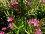 oleanders, Ophalen, Vaste plant, Volle zon