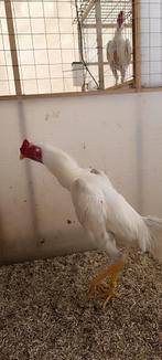 Coq o shamo blanc 12 mois, Animaux & Accessoires, Volatiles, Poule ou poulet, Mâle