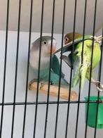 Fischeries jongen van 2025. Met gesloten voetring, Dieren en Toebehoren