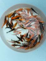 Koi vissen 5/6cm 5€, Dieren en Toebehoren