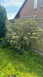 Rhododendron, Jardin & Terrasse, Plantes | Arbres, Enlèvement ou Envoi
