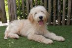 Prachtige medium Goldendoodle pups, Dieren en Toebehoren, België, Overige rassen, CDV (hondenziekte), 8 tot 15 weken