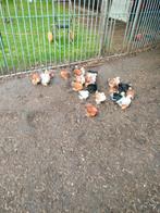 Op gepast, Dieren en Toebehoren
