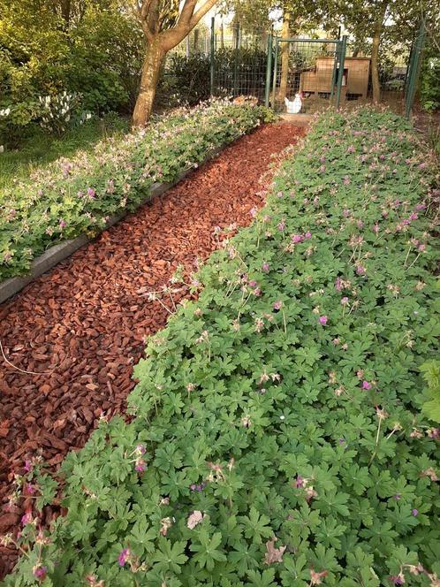 geranium macrorrhizum Bodembedekker, Jardin & Terrasse, Plantes | Jardin, Plante fixe, Couvre-sol, Enlèvement