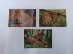 3D-kaarten De wilde dieren en hun kleintjes - Jacky, Ophalen of Verzenden, Zo goed als nieuw, Meerdere plaatjes