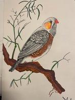 Zebravinken mannen, Dieren en Toebehoren, Mannelijk, Tropenvogel