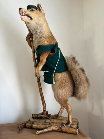 Opgezette vos | Taxidermie