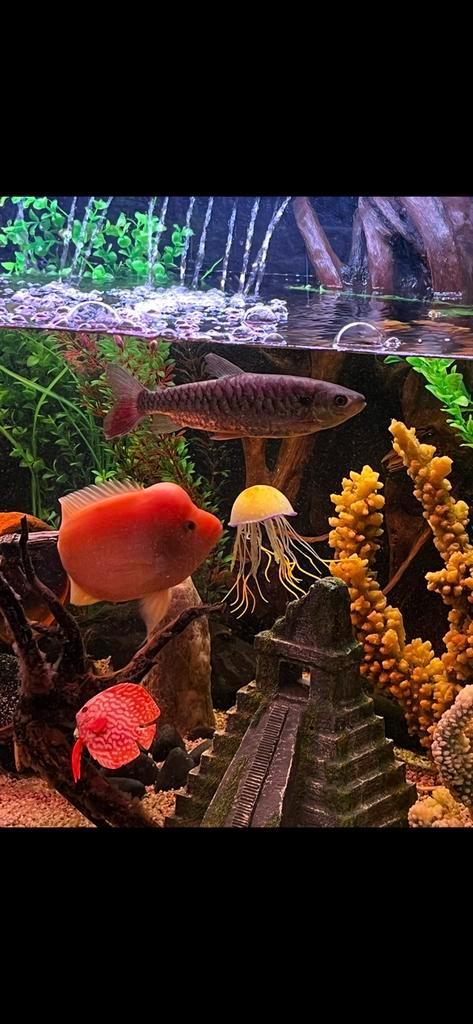 Citroencichlide / ampilophus citrinellus, Dieren en Toebehoren, Vissen | Aquariumvissen, Zoetwatervis, Vis